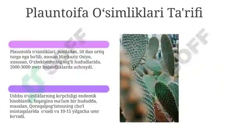 Plauntoifa o'simliklar 6