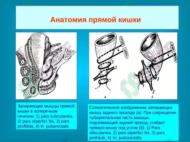 Анатомия прямой кишки 6