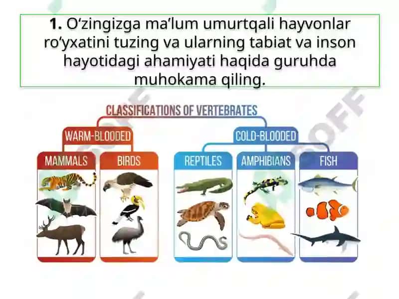 Hayvonlar Sistematikasi 6