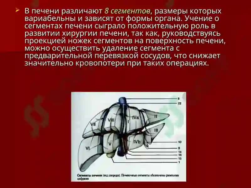 Хирургическая анатомия печени 6