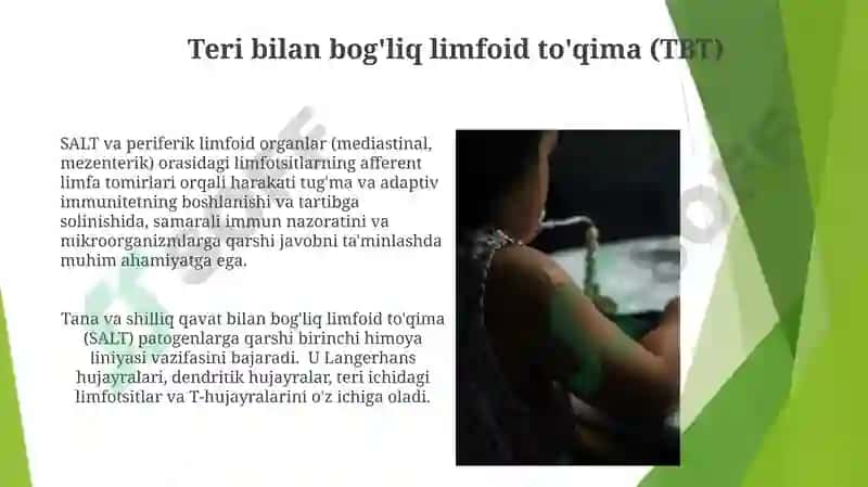 Immunitet tizimining periferik a'zolari 6