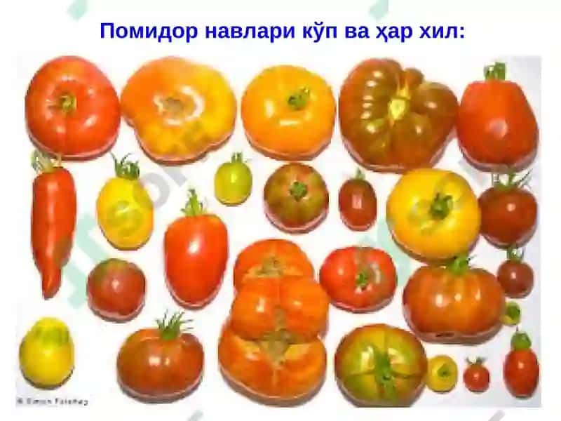 ҚИШЛОҚ ХЎЖАЛИКФИТОПАТОЛОГИЯСИ 6