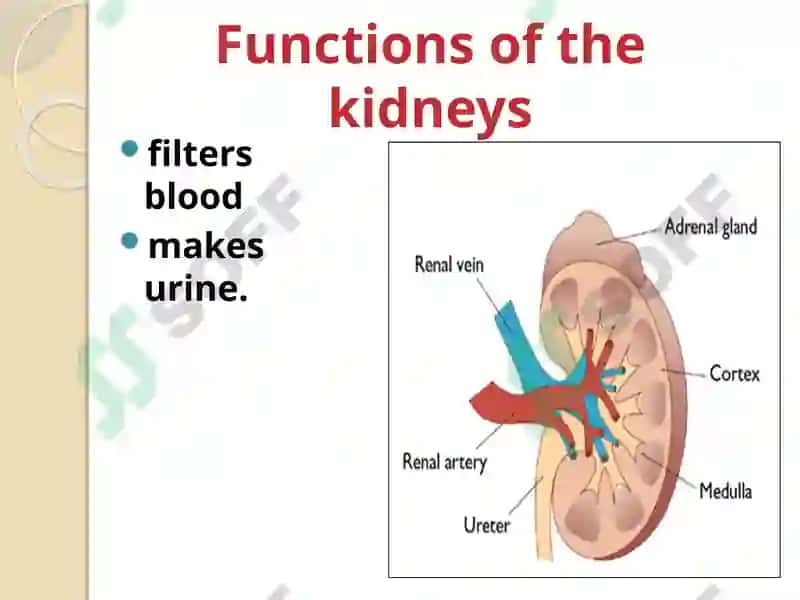 Urine Formation 6
