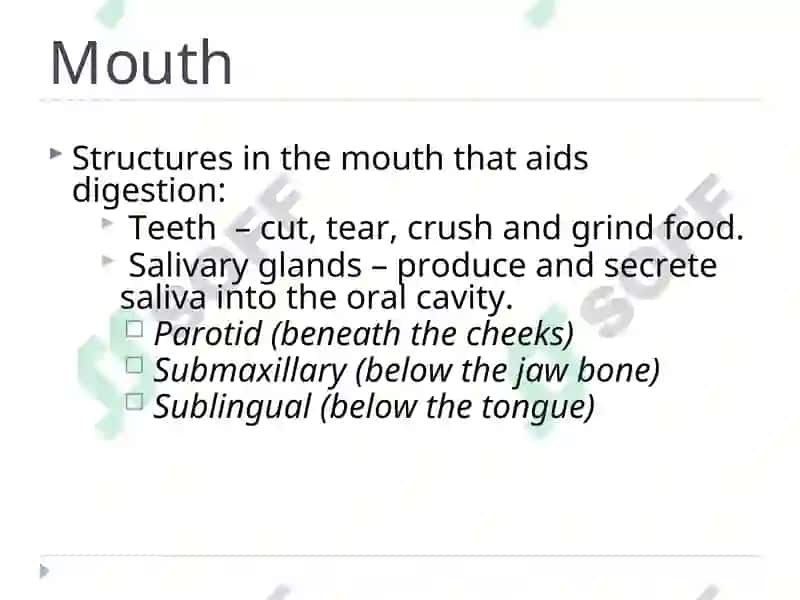 The Alimentary Tract 6