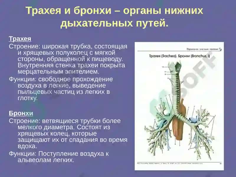 Rus tili fanidan mustaqil ish. nafas olish sistemasiga 6
