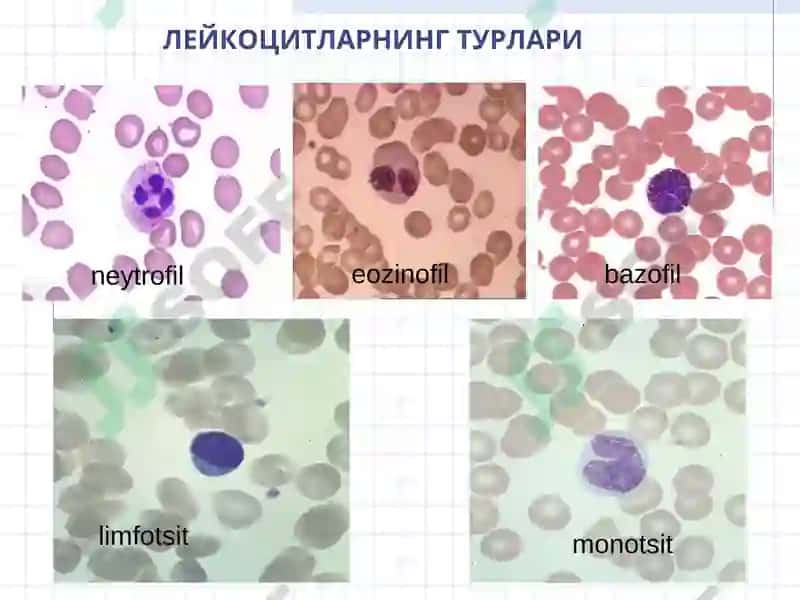 QON. QON ЯRATILISHI 6