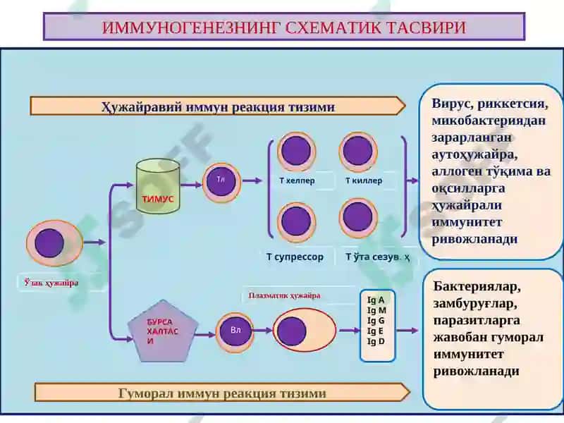 ИММУНОПАТОЛОГИК ЖАРАЁНЛАР 6