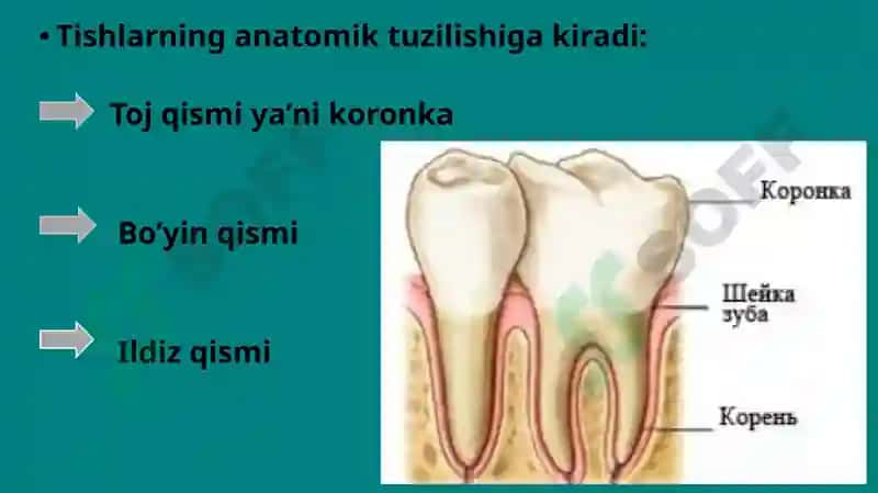Tishlarning anatomik tuzilishi 6