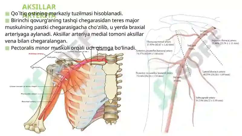 O’mrov osti arteriya tarmoqlari, Aksillar arteriya. 6