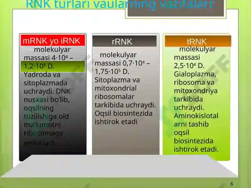 Nuklein kislotalar tuzilish va funksiyalari 6