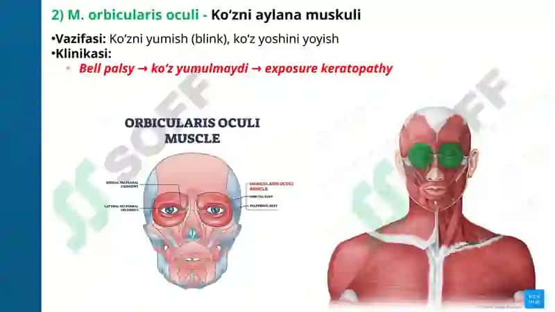ANATOMIYAFIZIOLOGIYA PATOLOGIYA 6