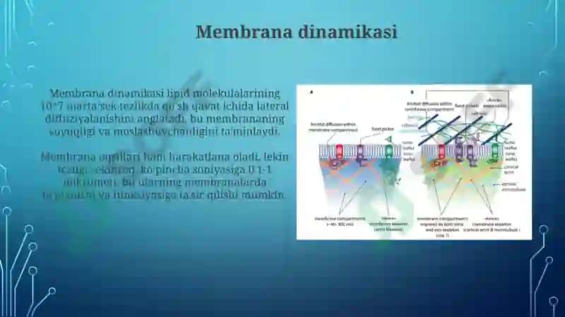 Biologik Membranalar 6