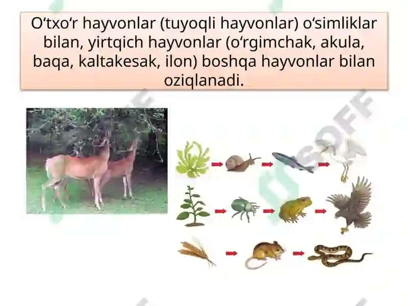 HAYVONOT DUNYOSI 7