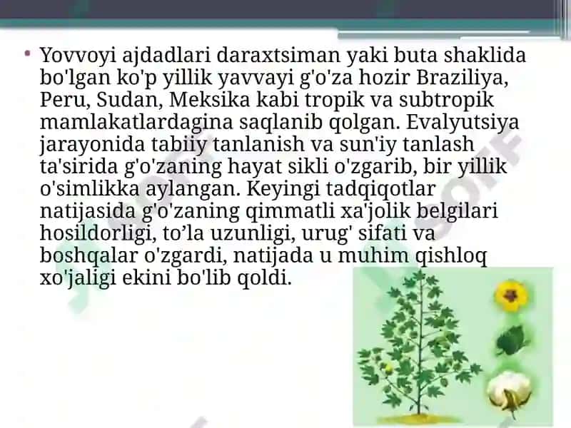 Madaniy o'simliklarning kelib chiqish markazlar 7