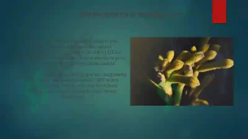 Значение водорослей 7