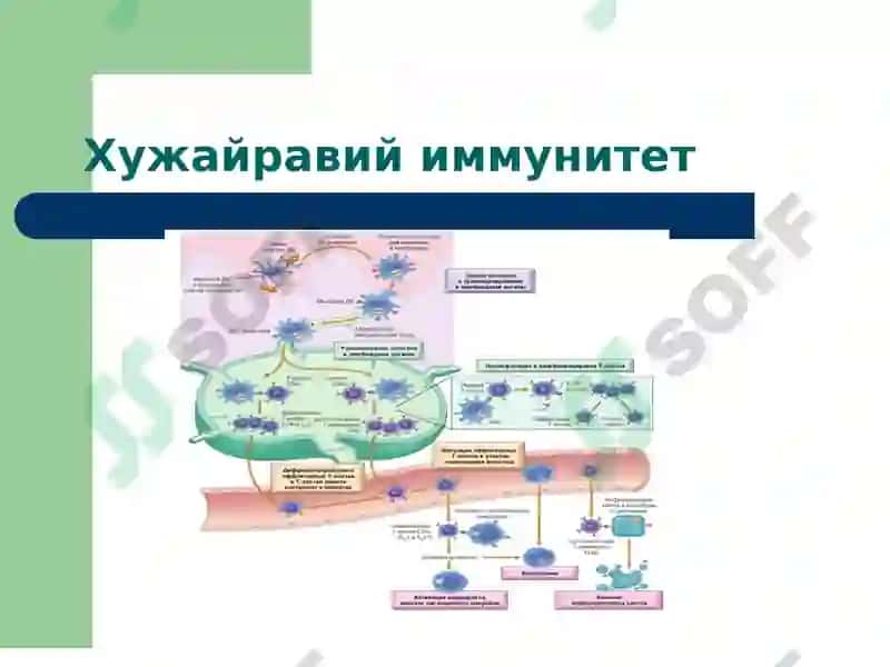 Иммун тизим патофизиологияси 7