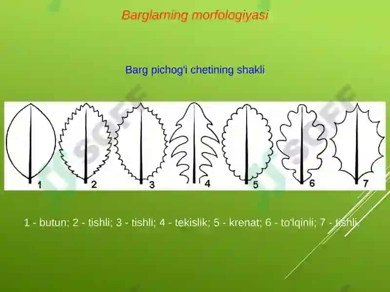 Bargning anatomik tuzilishi 7