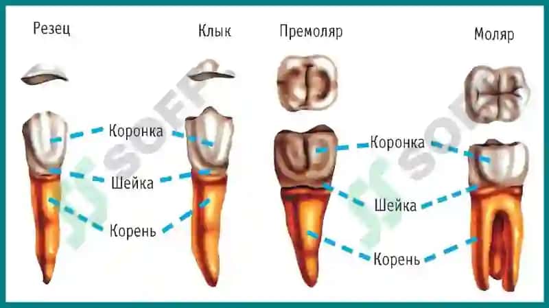 Tishlarning anatomik tuzilishi 7