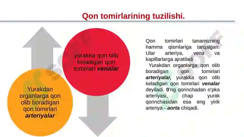 QQON TOMIRLARI.QON AYLANISH SISTEMASI dars ishlanma 7
