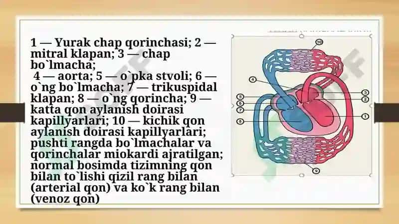 Mitral klapan nuqsonlari 7