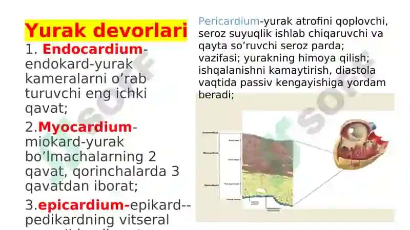 YURAK QON-TOMIR TIZIMI VAZIFASI 7