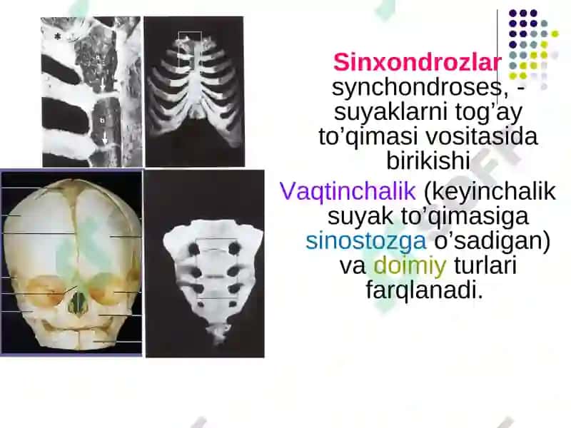 Anatomiya Haqida brikmalar 7