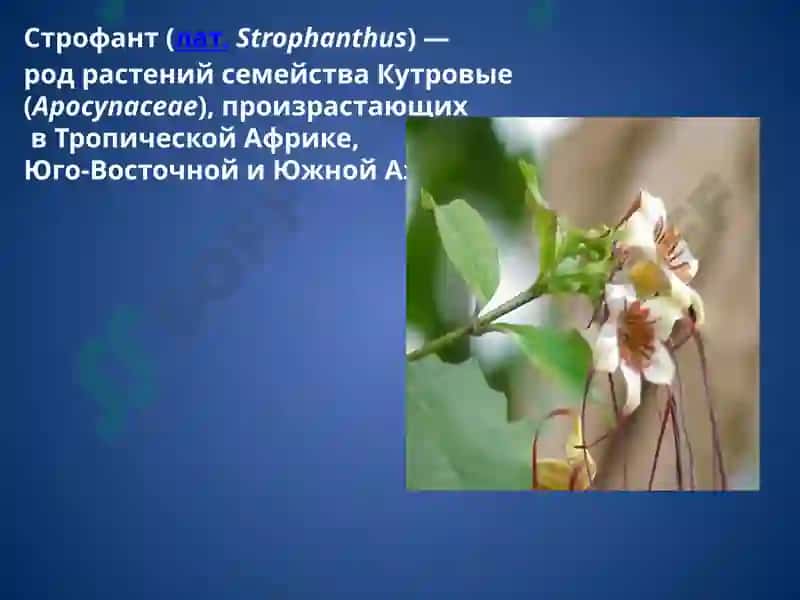 Кардиотонические лекарственные средства 7
