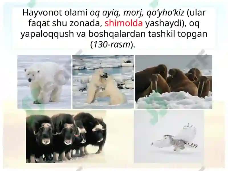 Shimoliy Amerika tabiat zonalarining tarkibi 7