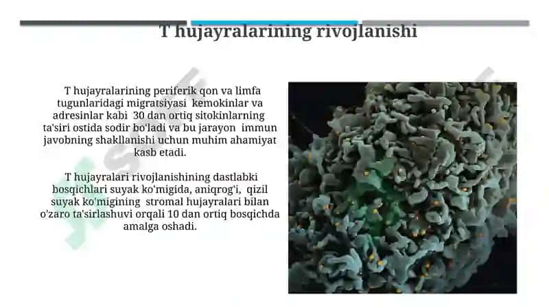 Limfotsitopoezning xususiyatlari 7