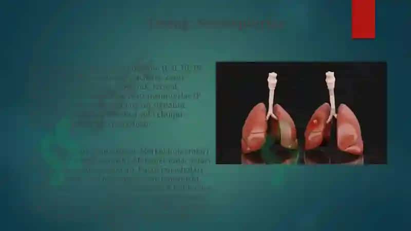 Sezgi organlari(gistologiyaga oid) 7