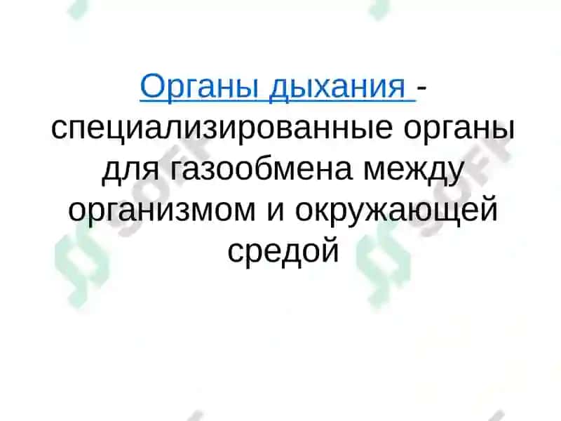 Система органов дыхания 7