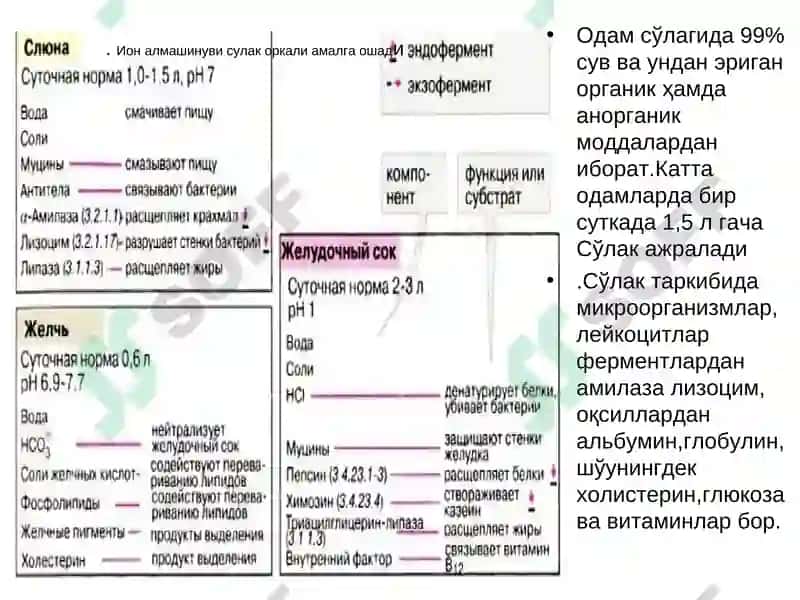 Оққат ҳазм қилиш системаси ва жигар биокимёси 7