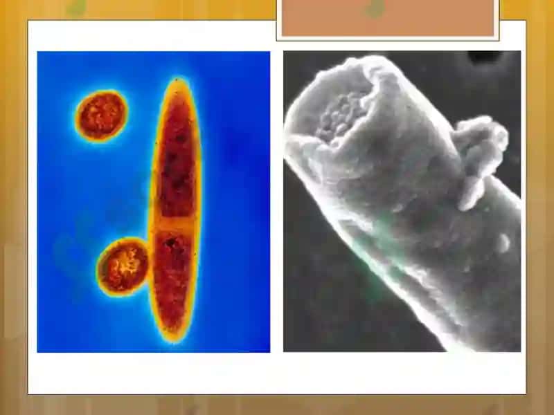 Biogaz ishlab chiqarish texnologiyasi 7
