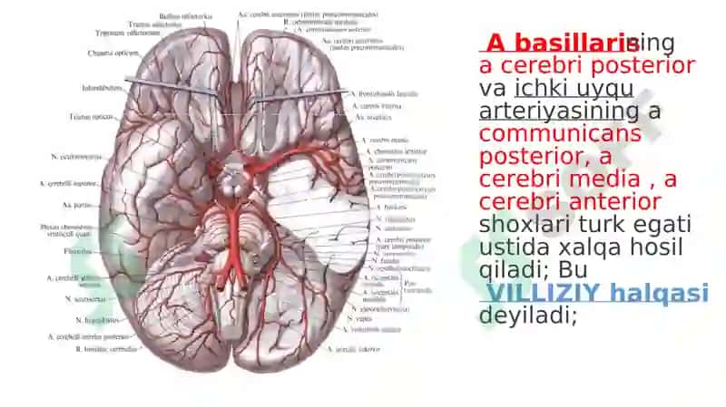 A subclavicula-O’mrov osti arteriyasi 7