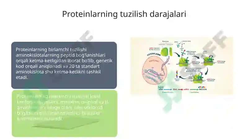 Aminokislotalar va oqsillar 7