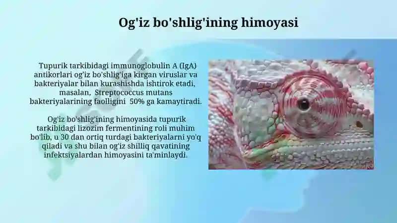 Tuprik Bezlarining Anatomiyasi 7