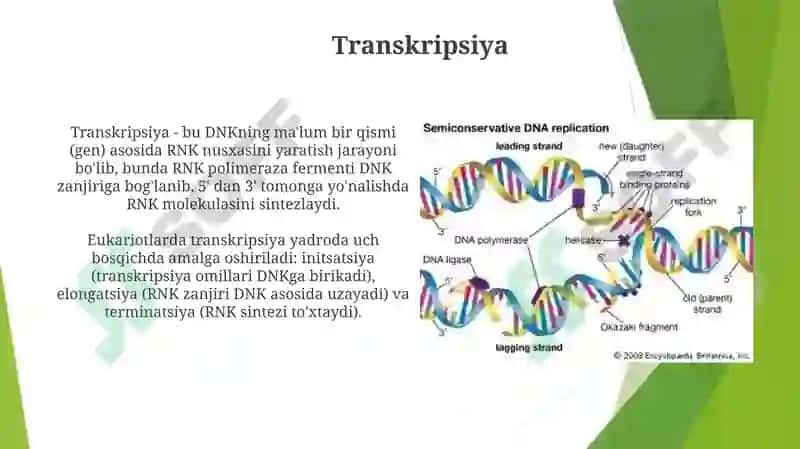 DNKstrukturasivareplikatsiyasi 7
