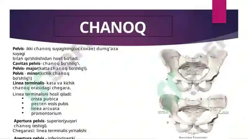 Chanoq suyagi va uning erkin suyaklari. 7