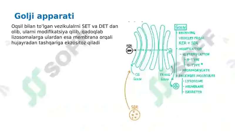 Organoidlar: Endoplazmatik to'r Golji apparati 7