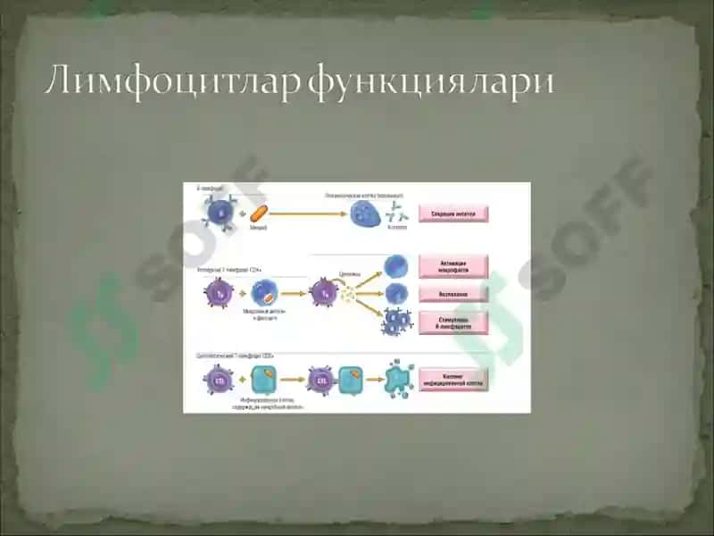 Иммун тизим патофизиологияси 7