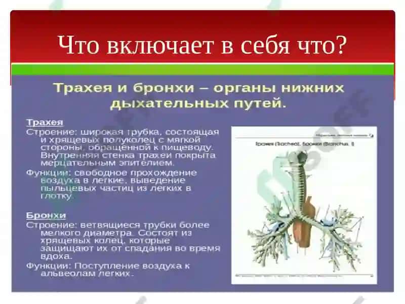 Органы дыхания 7