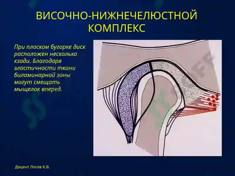 АНАТОМИЯ и биомеханика 7