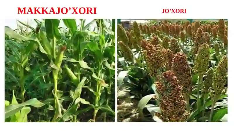 Кузги дон экинлари биологияси 7