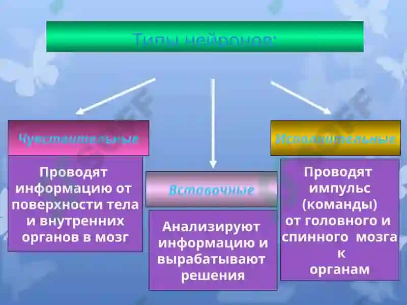 Презентация по дисциплине «Русский язык» 7