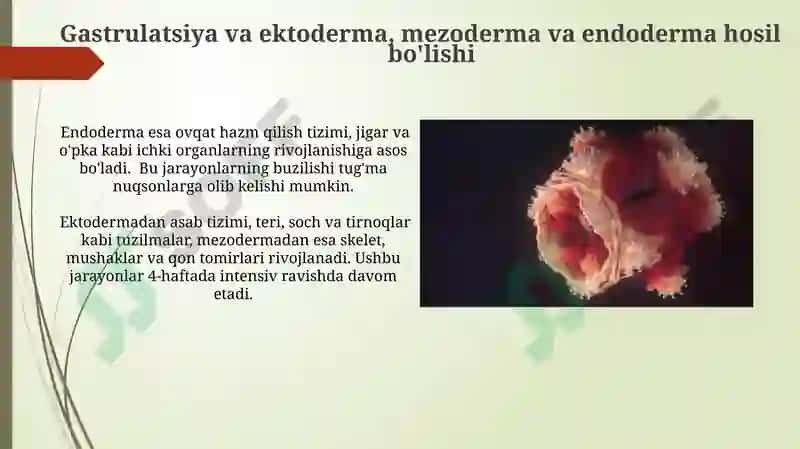 Inson embriogenezi tanqidiy davrlari 7