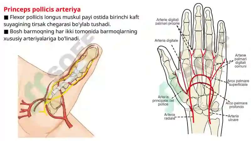 Radial arteriya, Ulnar arteriya, Qo’l venalari. 7