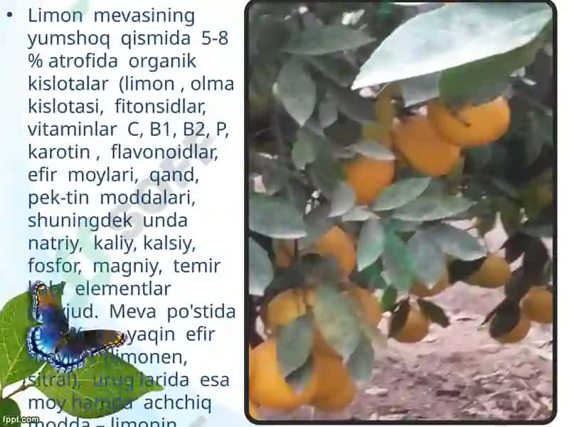 Mandarinning biologik xususiyatlari 7
