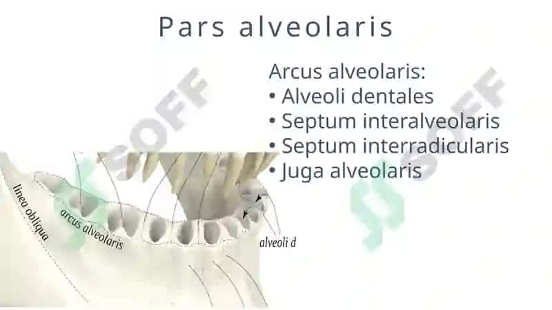 MANDIBULA 7