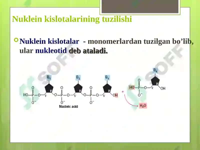 Nuklein kislotalar tuzilish va funksiyalari 7