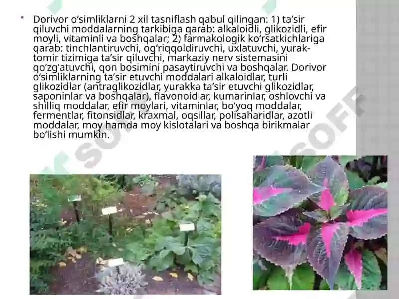 O'zbekistondagi foydali o'simliklar 7
